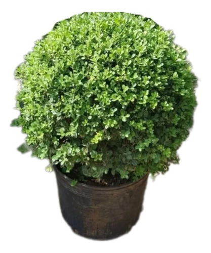 Buxus Sempervirens Bocha 50/60cm Diametro  30lts