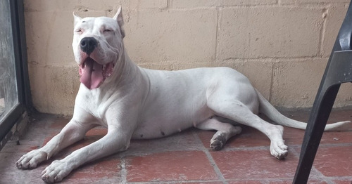Imagen 8 de 8 de Dogo Argentino Cachorros De Excelente Linea De Sangre