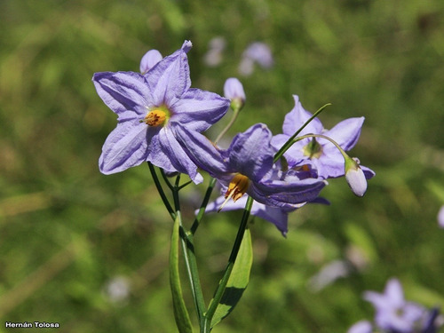 Amor Porteño Solanum Amygdalifolium Trepadora Nativa 