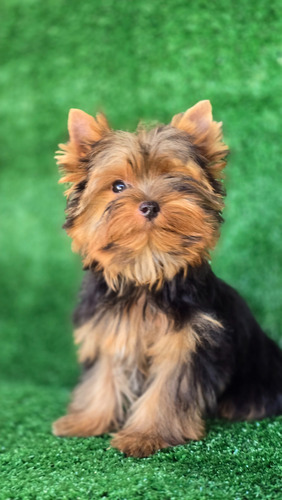 Yorkshire Filhote Fêmea Com Pedigree Cbkc-fci Azul Aço E Castanho