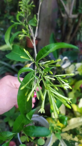Linda Muda Da Perfumada Dama Da Noite Logo Dará Flor