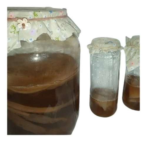 Scoby De Kombucha 