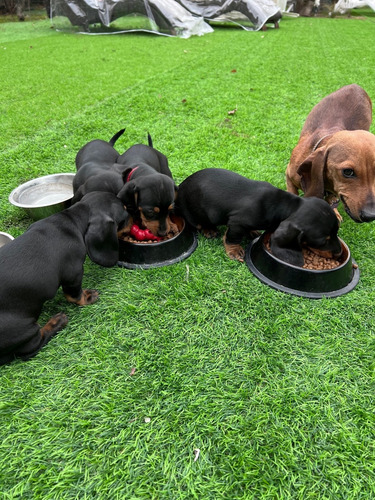 Cachorros Dachshtund, 3h Y 1m, Desparasitados 1,5 Meses,