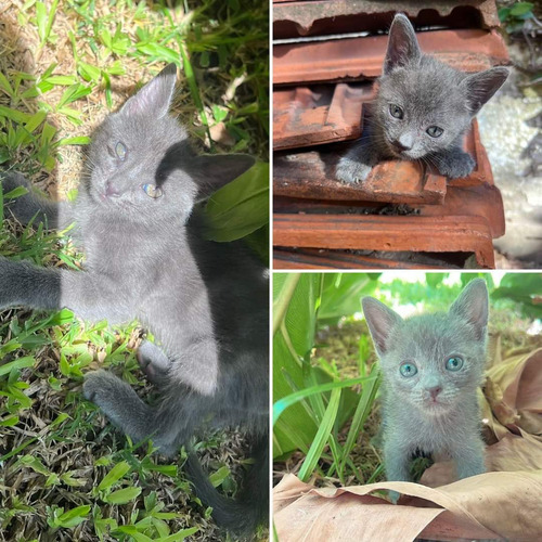 Gatitos Azul Ruso Machito+ Kit Sanitario De Regalo.