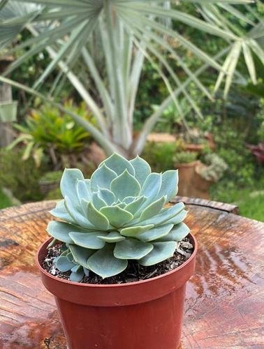 Suculenta Echeveria Pumila Secunda Var Glauca Azulada C/ 8cm