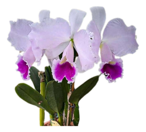 Orquídea Cattleya Trianae Rolf Altenburg Planta Adulta