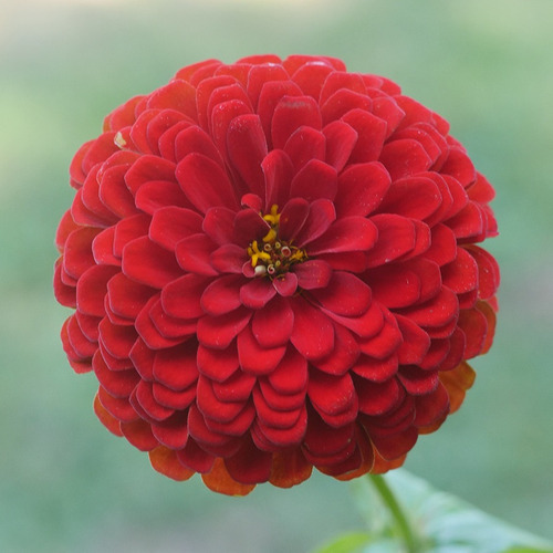 50 Sementes De Zinnia Dahlia Vermelha Zinia Dália Red Flor