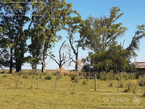 Imagen 15 de 20 de Campo En Venta De 300 Has En Gualeguaychu - Ganadero - Oportunidad!