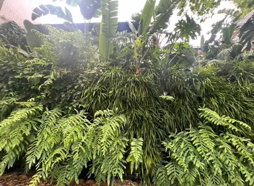 Paisajismo Y Jardinería