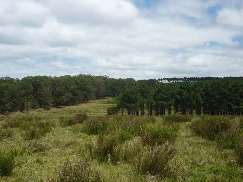 Venta Campo En Rocha 1519 La Pedrera Marítimo Ganadero (ref: Cbr-1233)