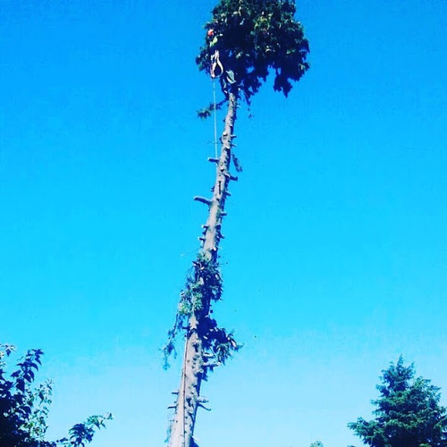 Imagen 6 de 10 de Poda Arboles Altura Riesgo - Zona Norte - Art Tala Y Derribo