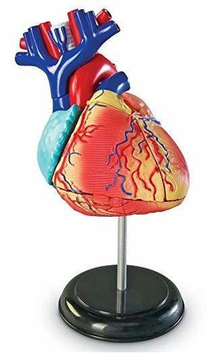 Learning Resources Heart Model