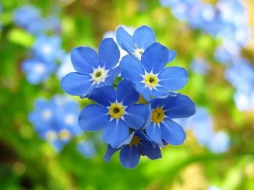 Semillas Flor No Me Olvides Myosotis Flores Azules