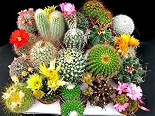 Cactus Mix Cacti Acerca De 200 Semillas