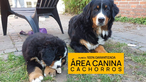 Boyero De Berna Cachorros, Pureza + Genetica Y Porte 100%