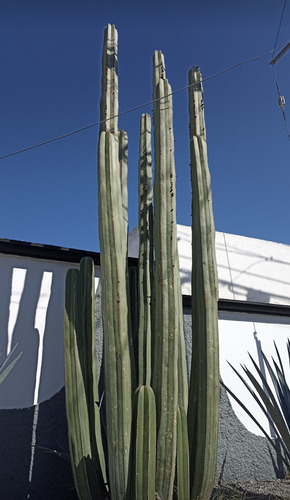 Pachycereus Marginatus Un Esqueje 70 A 80 Cms Nv