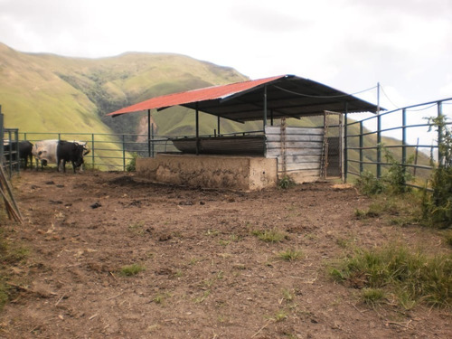 Imagen 5 de 14 de Finca 70 Hectareas Mun Tovar Aragua