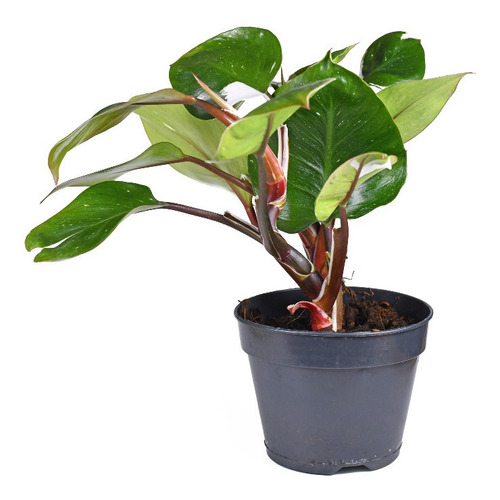 Philodendro, Calathea, Ficus, Begonia, 4 Plantas Interior