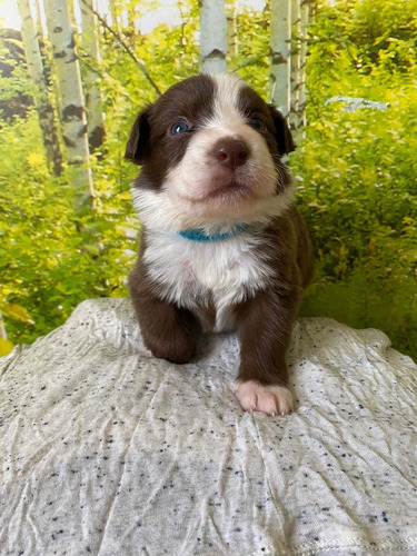 Cachorros Border Collie - Reserva