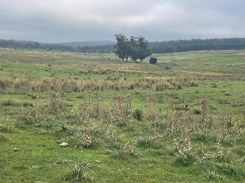Imagen 12 de 21 de 270 Hectareas Ganaderas A 28 Km De Minas 3300 Dólares La Hec