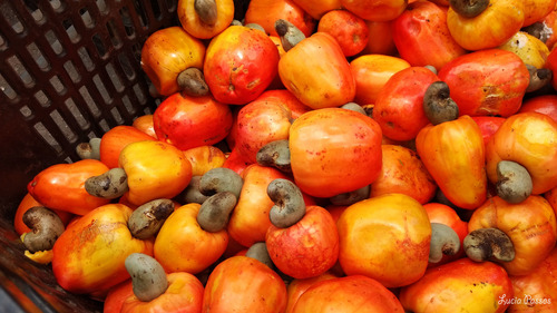 20 Sementes Castanha De Caju Anão Precossi P/ O Plantio