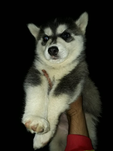 Cachorros Husky Siberiano Mascotas Rionegro Medellín Bogota