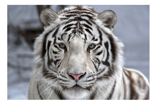 Painel Adesivo - Tigre Branco - Animais - 1670pnp Cor Colorido