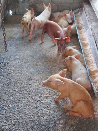 Imagen 15 de 29 de Finca Mixta + Manga De Coleo De 1 Ha En Guayabita En Turmero