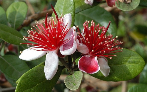Guayabo Del Pais Frutal Nativo.