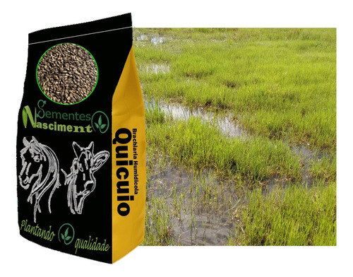Sementes Braquiaria Humidicola Quicuio 10kg P/ Brejo Alagado