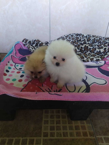 Filhotes De Spitz Alemao - Lulu Da Pomerania Anao