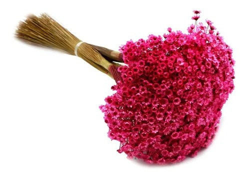 Flor Seca Sempre Viva Rosa Pink 25 Cm | Parcelamento sem juros