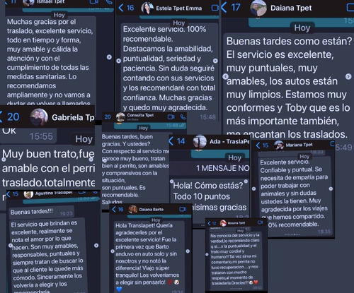 Imagen 6 de 11 de Traslado De Mascotas