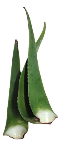 Aloe Vera Antiedad Hidratante Antiacné