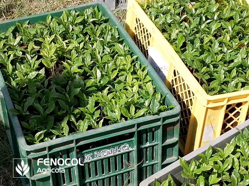 Imagen 9 de 9 de Caja De Espuma Agrícola Ultrafoam 4x4x14 (432 Cubos) (d)