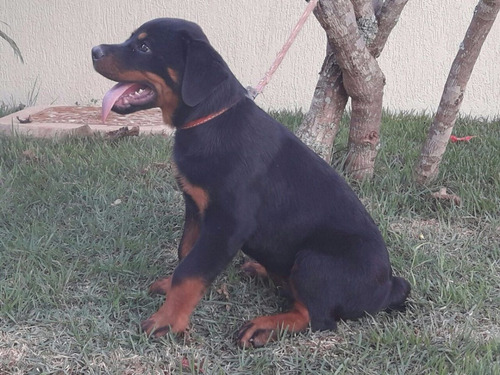 Rottweiler Macho Disponível Filhote