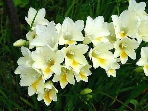 Planta Fresia Blanca - Ideal Decoración - Jardines - Envíos | Cuotas sin  interés