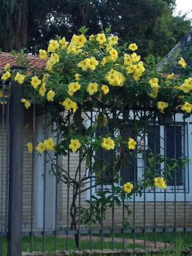 2 Plantas Enredadera Alamanda Copa De Oro (Usado)