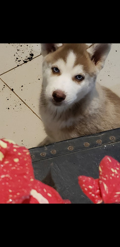 Husky Siberianos Bebes