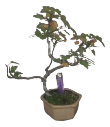 Bonsai De Liquidambar 10 Años De Jinsei Bonsai