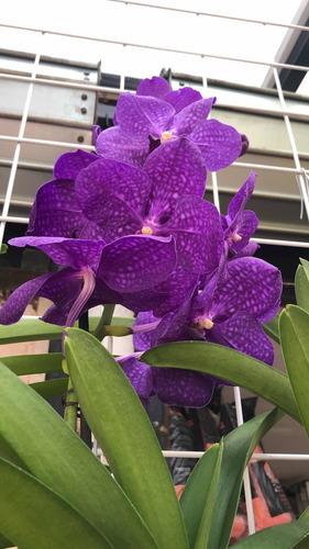 Imagen 3 de 10 de Orquídeas Vanda, Flor Muy Grande , Colores Exóticos A $1,200