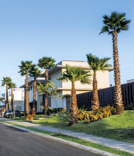 Palmeira De Saia Washingtonia 2 Metros Em Alphaville Jardim