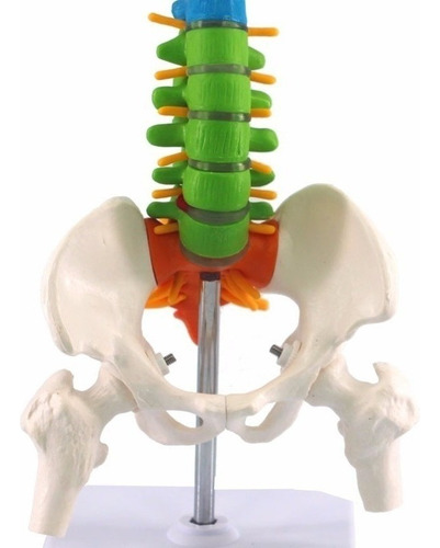 Modelo De Anatomía De La Columna Vertebral Humana