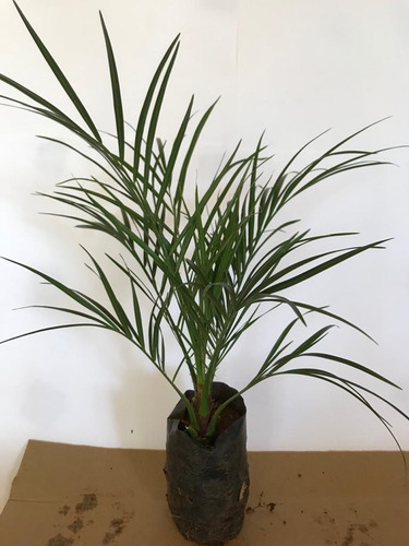 Kit 5 Mudas De Palmeira Fenix (phoenix Roebelenii) Com 30 Cm