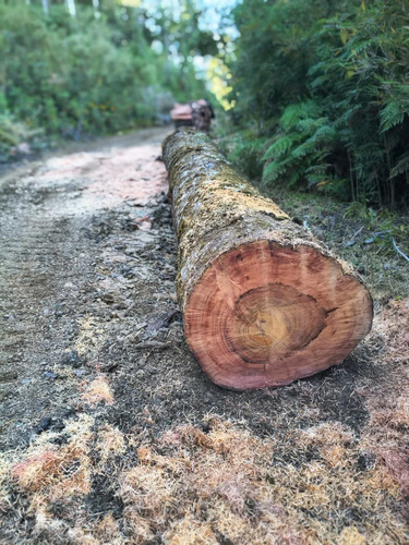 Se Vende Montaña Forestal