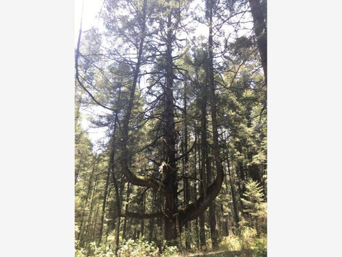 Imagen 2 de 12 de Terreno En Venta Bonito Bosque Para Tu Cabaña! Fracc Residencial Campestre!