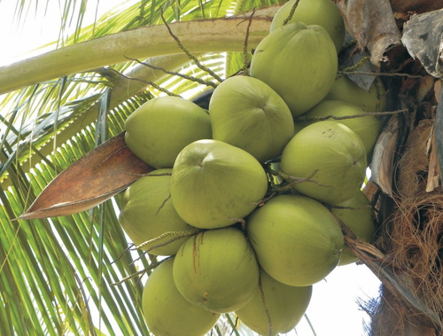 Palmera Coco Bahia