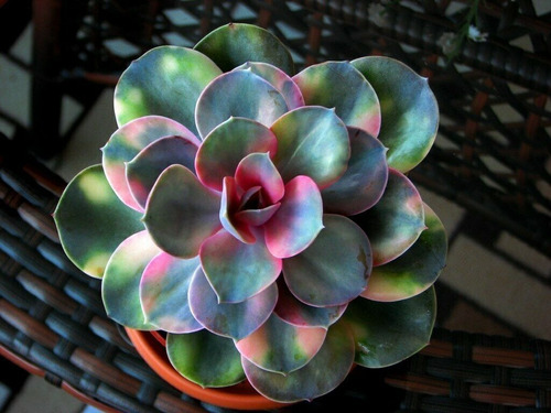 Semillas De Echeveria Rosa Colorida Suculenta