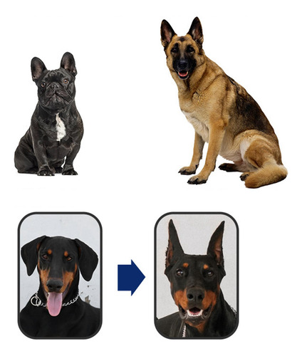 Adhesivo Para Soporte De Oreja De Perro, Soporte Fijo, 6x3cm