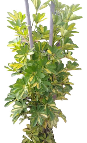 Aralia Variegada Schefflera - Maceta 15 Litros